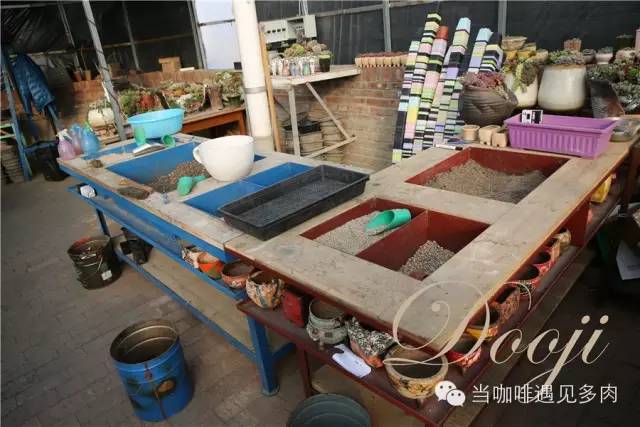 老桩大群多肉,大盆群生老桩图片大全