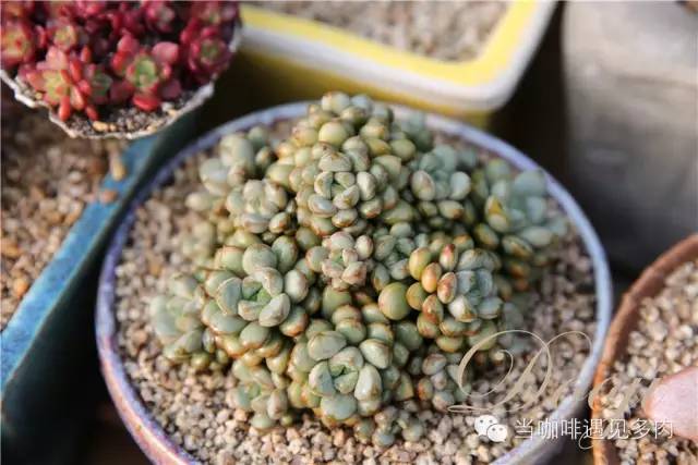 老桩大群多肉,大盆群生老桩图片大全