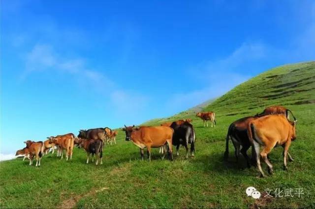 “牙人”、“相牛”——你知道这些即将失传的术语吗？