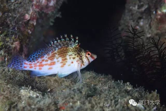 特色课程游泳课内容,隐藏的体育课