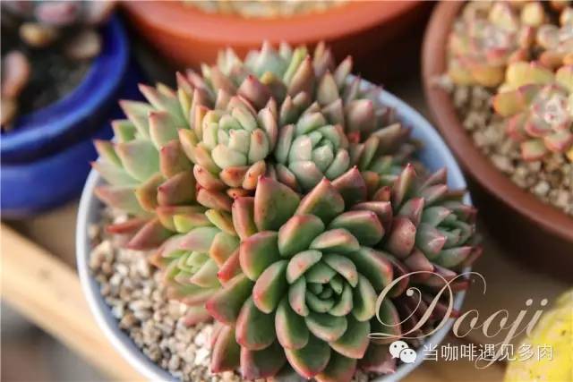 老桩大群多肉,大盆群生老桩图片大全