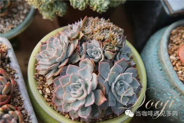 老桩大群多肉,大盆群生老桩图片大全