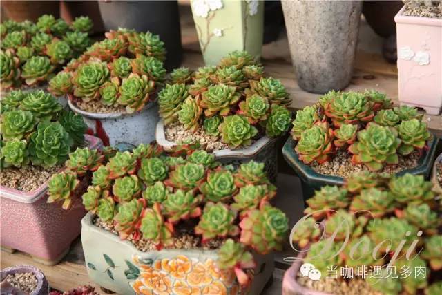 老桩大群多肉,大盆群生老桩图片大全