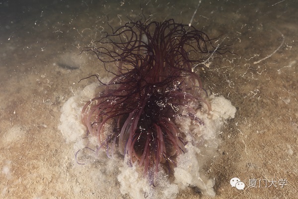 休闲体育潜水课,体育课创新课堂