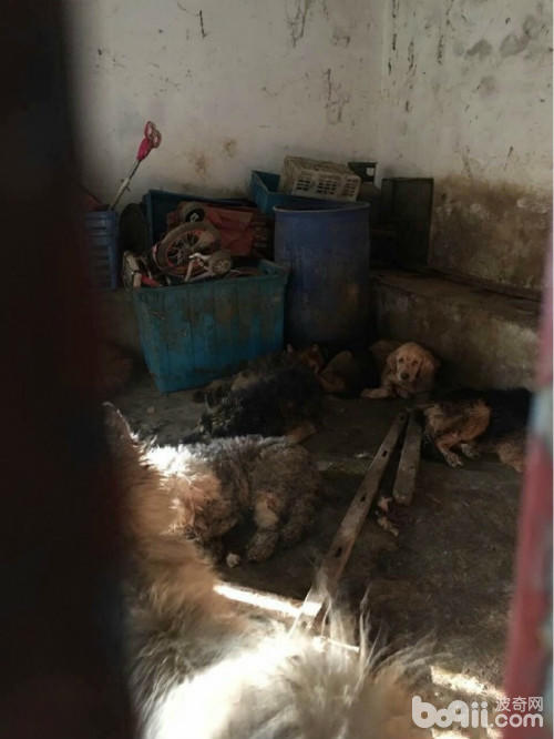 土狗丢弃在菜市场能存活几天,宠物市场救流浪狗
