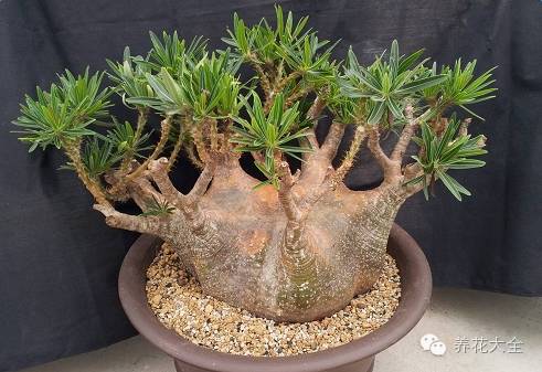 稀有和昂贵的多肉有哪些 (五种濒临灭绝的多肉)