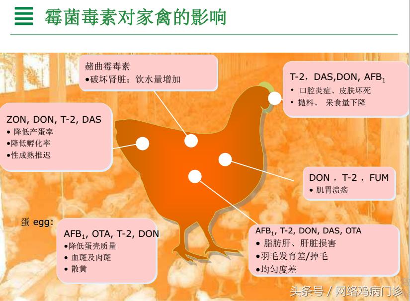 脱霉剂实测,脱霉剂真正脱霉吗