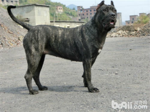 三大护卫犬哪一个最适合新手,又强又不失美观的护卫犬