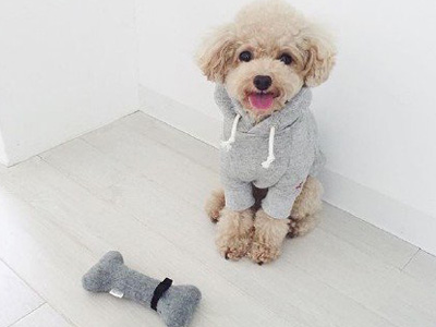 泰迪狗狗突然不让摸一摸就叫,泰迪狗狗乱咬鞋怎么办