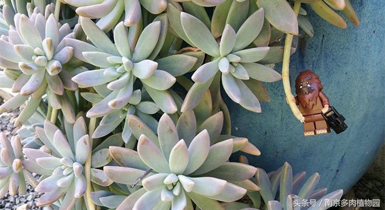 乐高积木成人款植物多肉,小玩具乐高