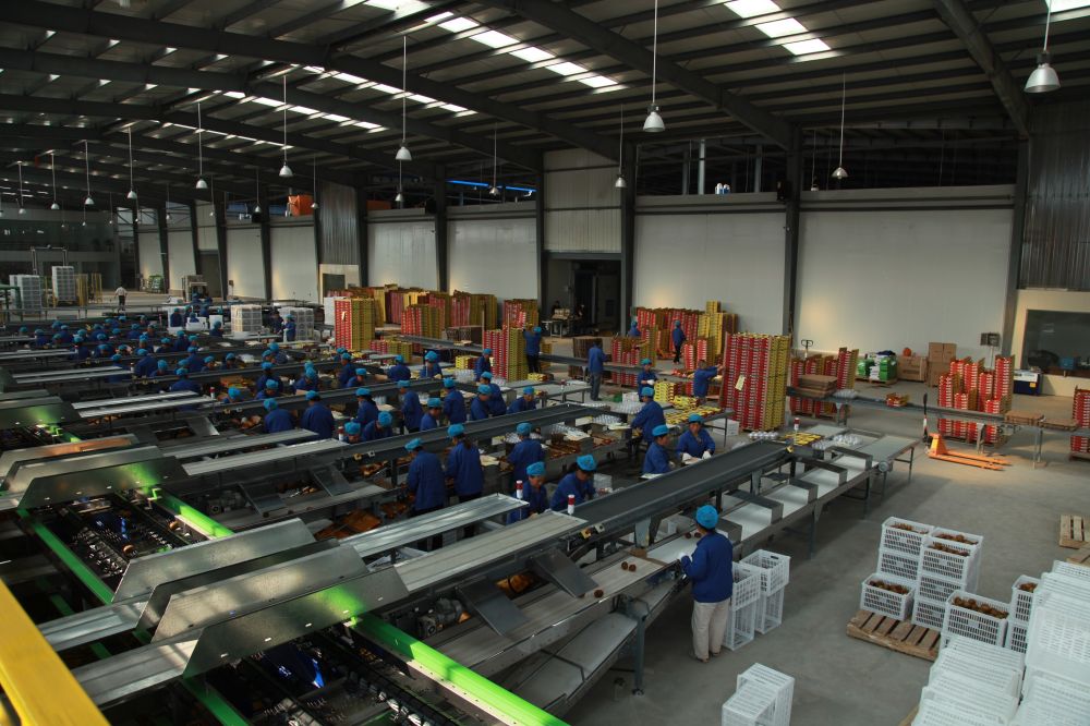 陕西眉县猕猴桃走向世界,陕西眉县猕猴桃与山东博山猕猴桃