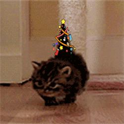 宠物吃辣条搞笑视频,什么宠物吃辣条会中毒