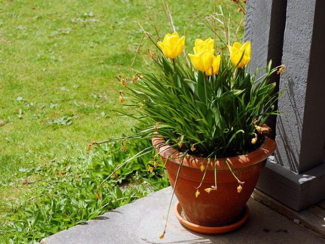 盆花叶子发黄怎么处理,养花叶子发黄处理方法