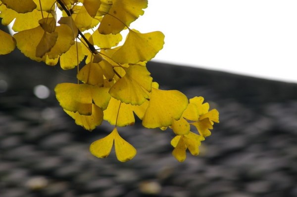 在北方思念南方的家,在南方想念北方下雪的句子