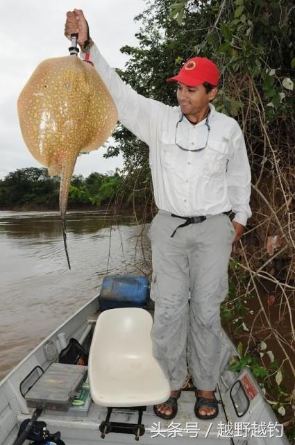亚马逊钓鱼钓到最大的鱼,亚马逊钓到1吨的鱼