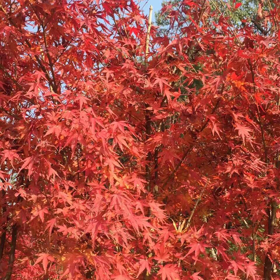 为什么北方的皮肤比南方好,南方女生皮肤为什么那么好