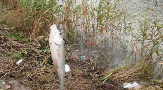 钓鱼人太牛！大风大雨中垂钓也能迎来鲤鲫大丰收