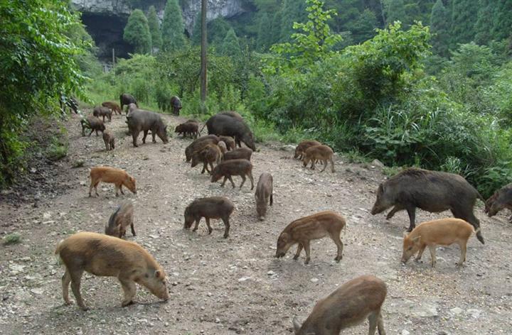 养特种野猪家庭农场致富指南,野猪创业致富