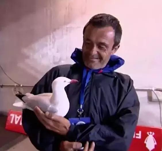 悉尼一只海鸥误入足球赛场，被一球打晕后，成了全场焦点……