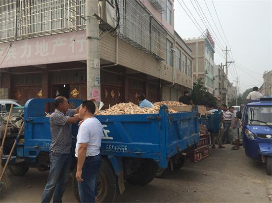 近日亳州白芍行情,亳州白芍今日行情