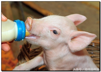 母猪不吃食小猪没奶水拉稀怎么办,母猪奶水不好顽固性拉稀