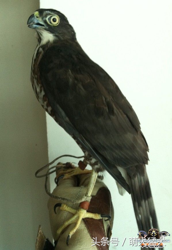 爱好者整理中国猛禽鹰属之松雀鹰(连载一)