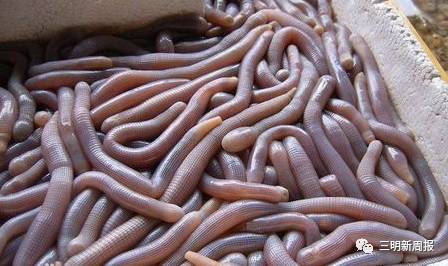 三明这些美食虽然有点吓人但更美味！