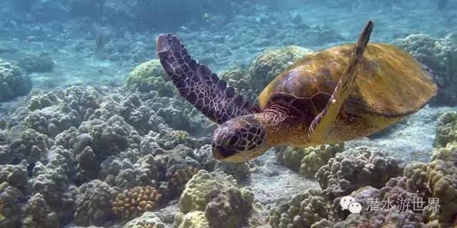 免签岛国斐济颠覆你对潜水的感官体验