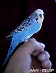 想不想成为杨过？教你怎么驯服虎皮鹦鹉，让你的鹦鹉变雕兄