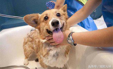 养宠攻略给猫洗澡的步骤和流程,教你如何在家给狗狗正确做洗护