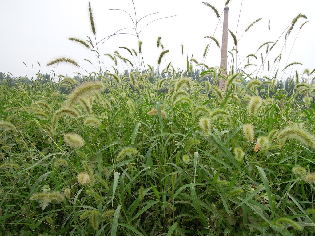 农村里常见的野草是药吗,农村常见野草中草药