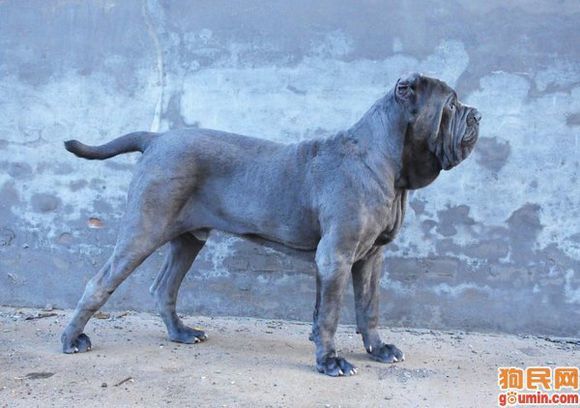 最忠诚的十大猛犬排行榜前十名,十大猛犬排行榜第一名是谁啊