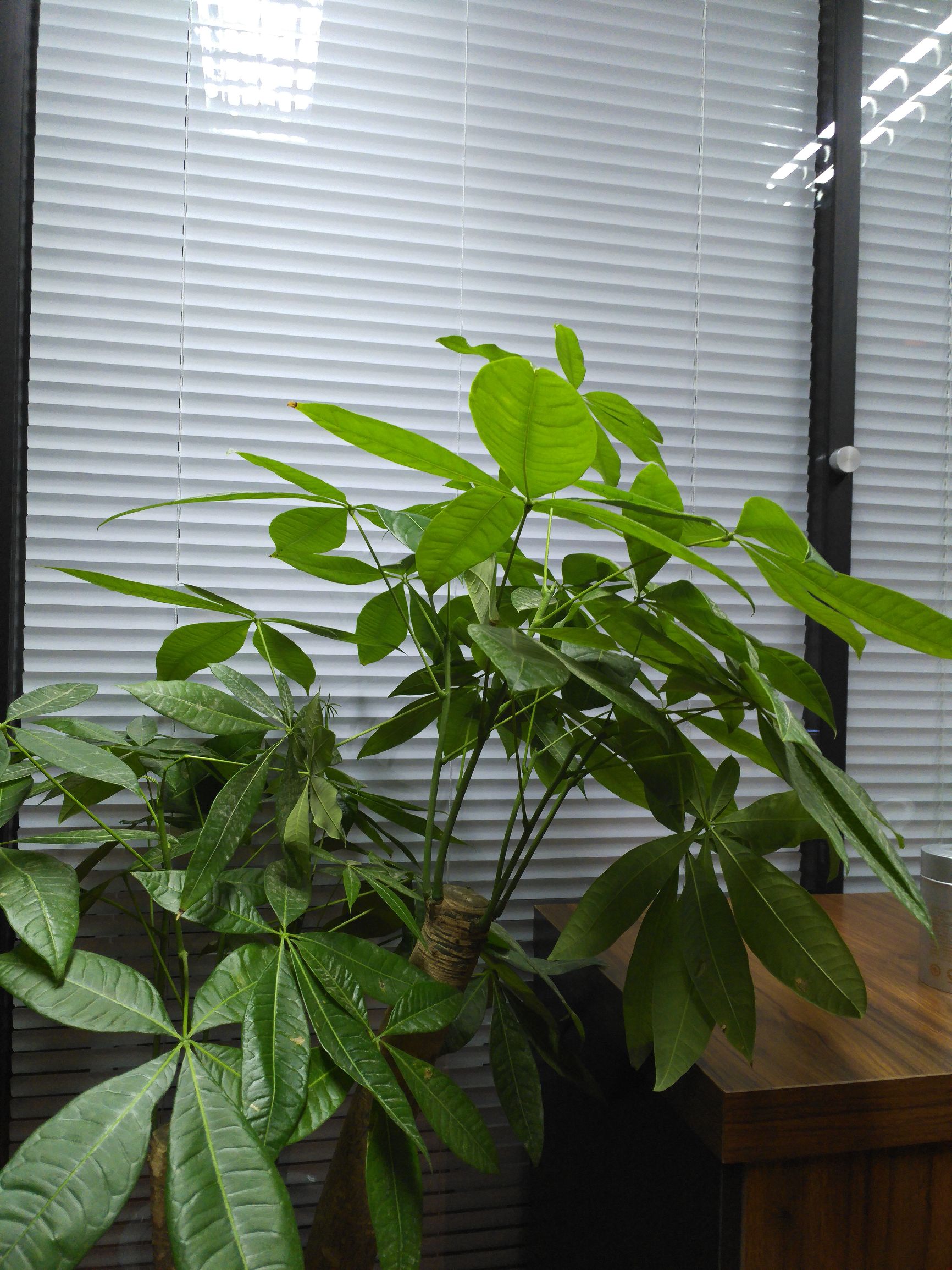 锤子m1l手机测评,锤子m1l有哪些功能