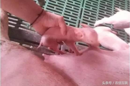 母猪多产仔的三大秘诀,母猪多产仔的9大秘诀