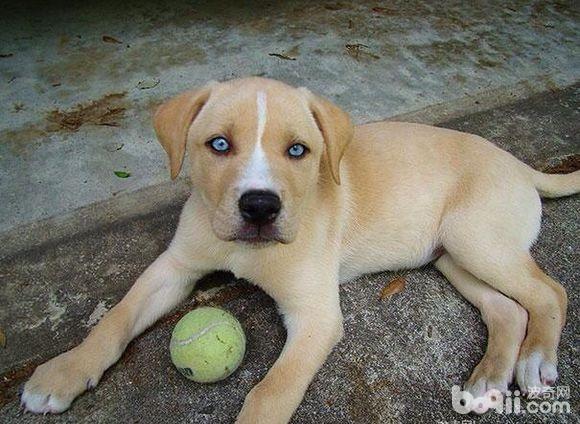 这十种狗的出现刷新了我的认知,6种可爱又好养的狗