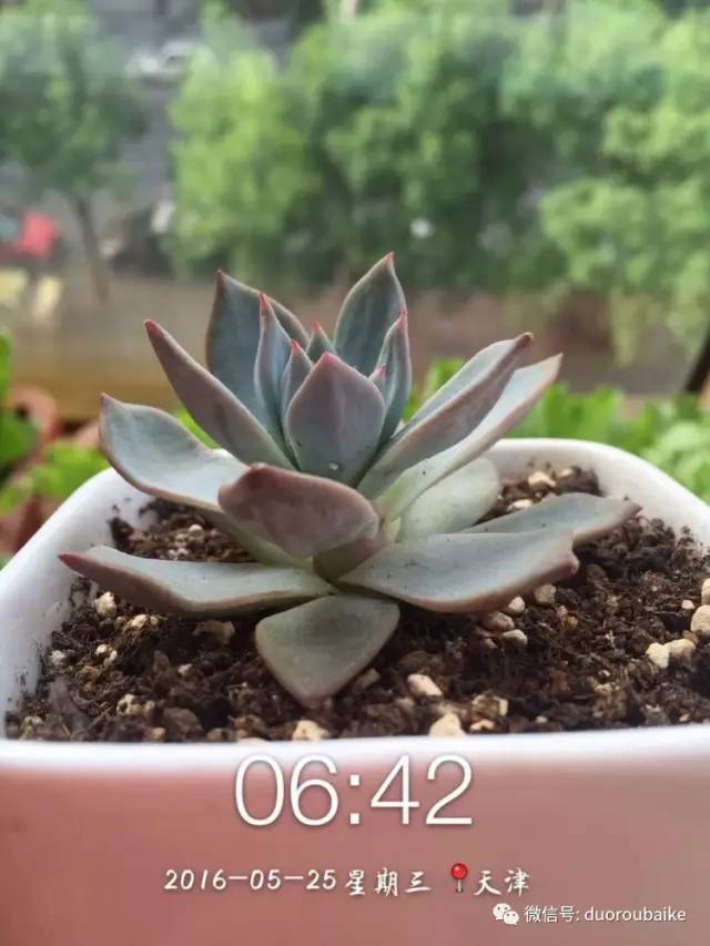 养肉肉的感悟,养多肉谨记好3招专治多肉难上色