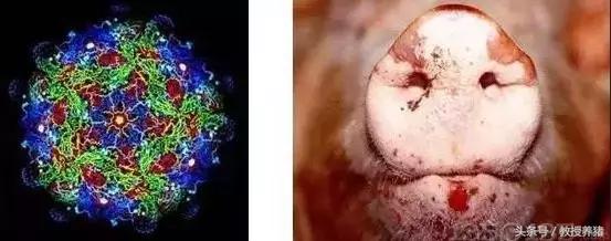 发生口蹄疫,用这两种消毒药消毒最有效!