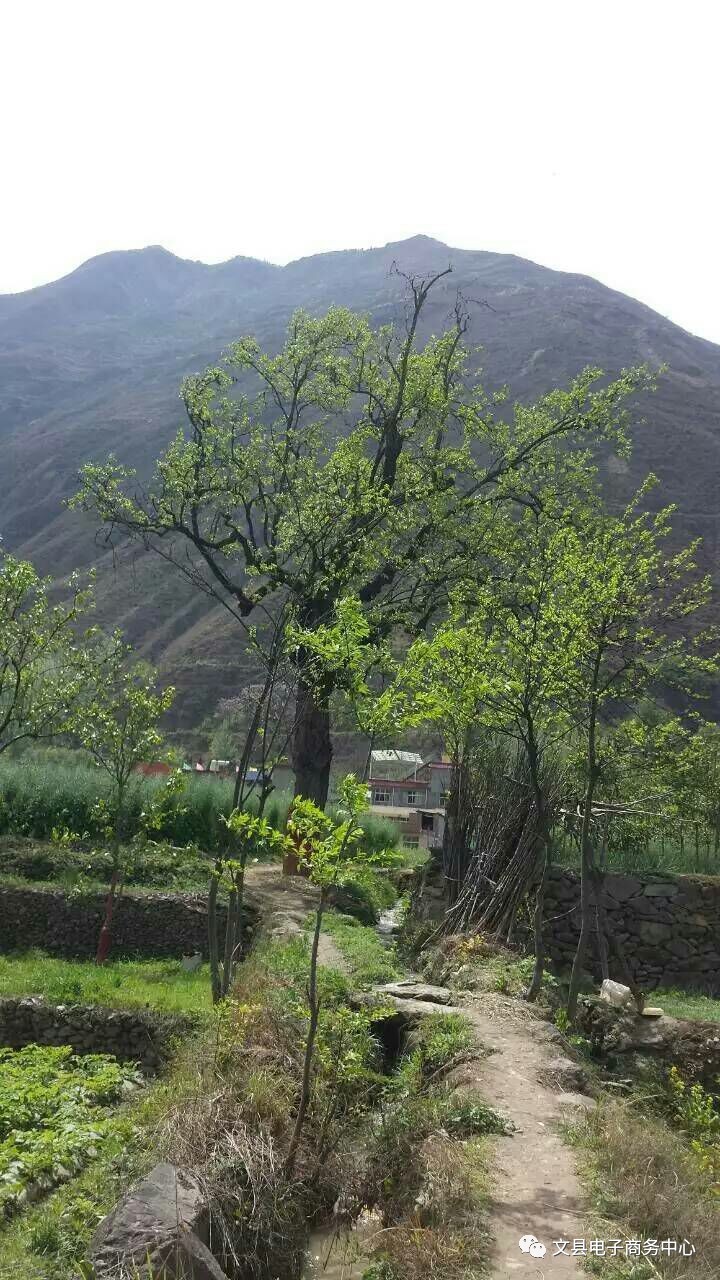 文县贾昌一个“胖子”变”瘦子“的过程