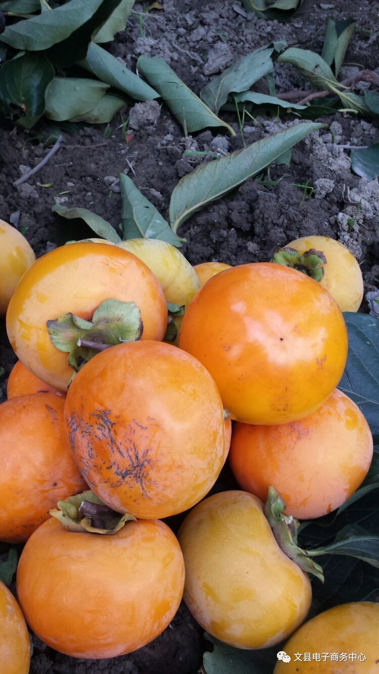 文县贾昌一个“胖子”变”瘦子“的过程