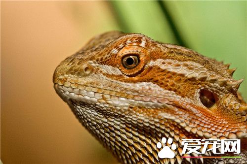 鬃狮蜥的简介及特点,鬃狮蜥都有哪些种类