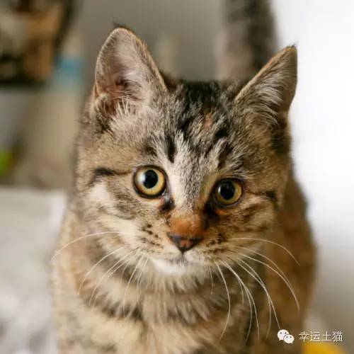 领养预告|妈妈，你在找我么-0202