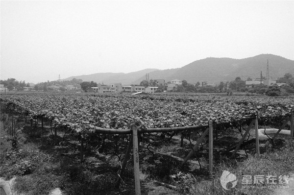 长沙梅溪湖的前世今生,梅溪湖图片