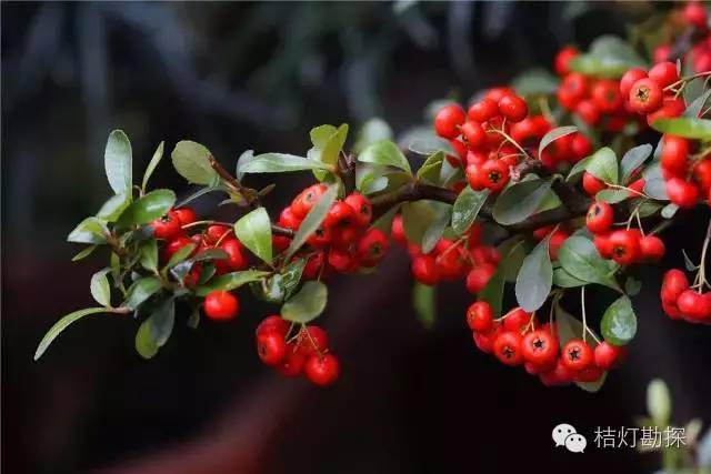 在野外什么千万别碰,这些植物千万不要乱碰