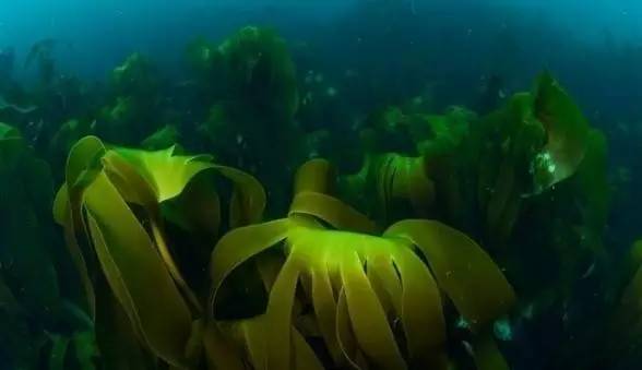 美人鱼皮肤为什么好！因为海里的东西足以让她不用去皮肤科