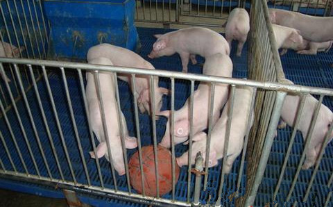 小猪老打架怎么办,小猪相互咬尾巴需要喂什么药