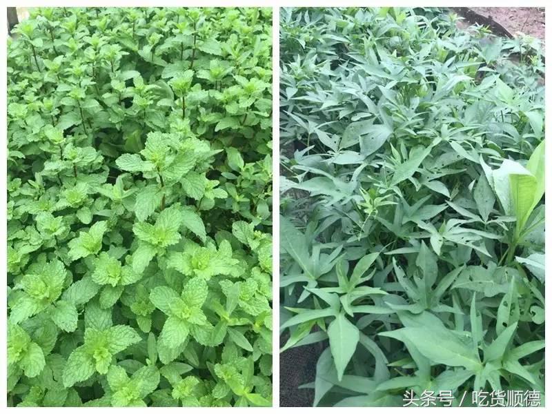 顺德有一家农庄,广东顺德生态农庄