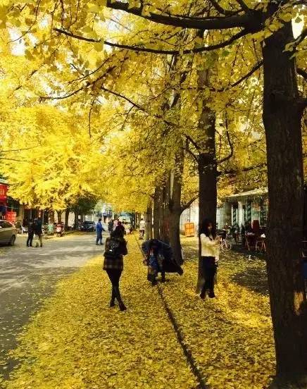 成都最后的银杏,成都附近最值得看的银杏