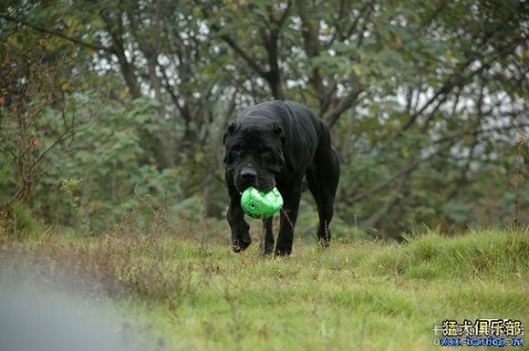 最忠诚的十大猛犬排行榜前十名,十大猛犬排行榜第一名是谁啊