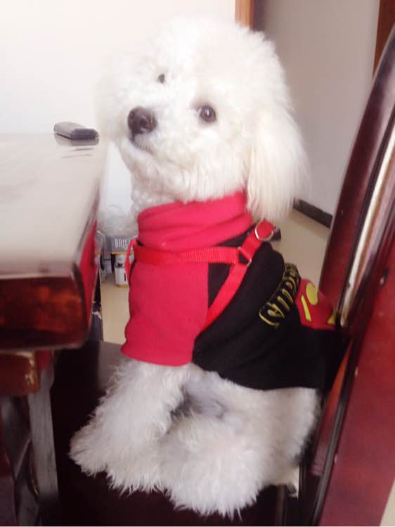 小小比熊视频,小比熊咬人吗