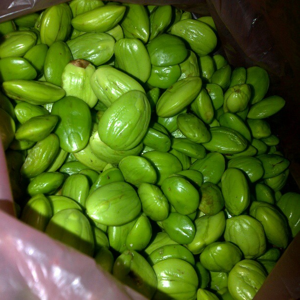 美丽球花豆（臭豆）你吃过吗？